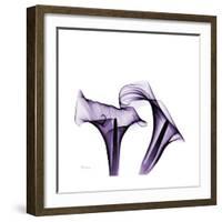 Grape Calla Lilies 1-Albert Koetsier-Framed Premium Giclee Print