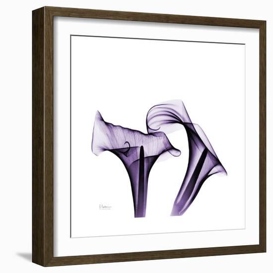 Grape Calla Lilies 1-Albert Koetsier-Framed Premium Giclee Print