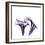 Grape Calla Lilies 1-Albert Koetsier-Framed Premium Giclee Print