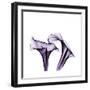 Grape Calla Lilies 1-Albert Koetsier-Framed Premium Giclee Print