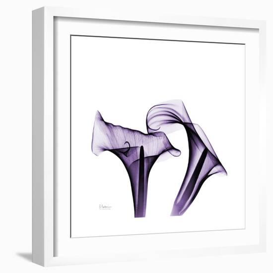 Grape Calla Lilies 1-Albert Koetsier-Framed Premium Giclee Print