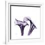 Grape Calla Lilies 1-Albert Koetsier-Framed Premium Giclee Print