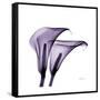 Grape Calla Lilies 2-Albert Koetsier-Framed Stretched Canvas