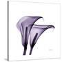 Grape Calla Lilies 2-Albert Koetsier-Stretched Canvas