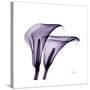 Grape Calla Lilies 2-Albert Koetsier-Stretched Canvas