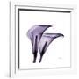 Grape Calla Lilies 2-Albert Koetsier-Framed Premium Giclee Print