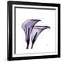 Grape Calla Lilies 2-Albert Koetsier-Framed Premium Giclee Print