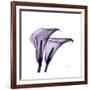 Grape Calla Lilies 2-Albert Koetsier-Framed Premium Giclee Print