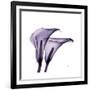 Grape Calla Lilies 2-Albert Koetsier-Framed Premium Giclee Print