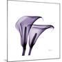 Grape Calla Lilies 2-Albert Koetsier-Mounted Premium Giclee Print