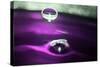 Grape Drink Drop I-Tammy Putman-Stretched Canvas