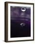 Grape Drink Drop IV-Tammy Putman-Framed Photographic Print