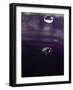 Grape Drink Drop IV-Tammy Putman-Framed Photographic Print