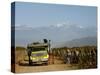 Grape Harvest at a Vineyard in Lujan De Cuyo with the Andes Mountains in the Background, Mendoza-Yadid Levy-Stretched Canvas