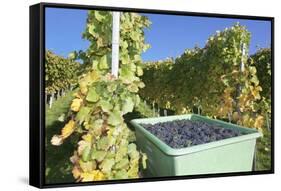 Grape Harvest, Esslingen, Baden Wurttemberg, Germany, Europe-Markus-Framed Stretched Canvas