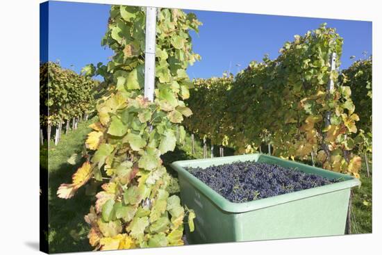 Grape Harvest, Esslingen, Baden Wurttemberg, Germany, Europe-Markus-Stretched Canvas