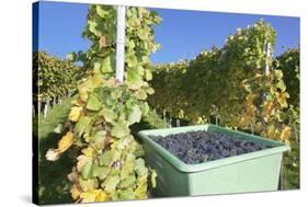 Grape Harvest, Esslingen, Baden Wurttemberg, Germany, Europe-Markus-Stretched Canvas