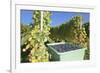 Grape Harvest, Esslingen, Baden Wurttemberg, Germany, Europe-Markus-Framed Photographic Print