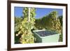 Grape Harvest, Esslingen, Baden Wurttemberg, Germany, Europe-Markus-Framed Photographic Print