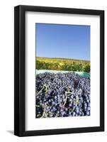 Grape Harvest, Esslingen, Baden Wurttemberg, Germany, Europe-Markus-Framed Photographic Print