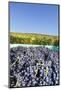 Grape Harvest, Esslingen, Baden Wurttemberg, Germany, Europe-Markus-Mounted Photographic Print