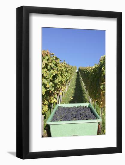 Grape Harvest, Esslingen, Baden Wurttemberg, Germany, Europe-Markus-Framed Photographic Print