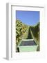 Grape Harvest, Esslingen, Baden Wurttemberg, Germany, Europe-Markus-Framed Photographic Print