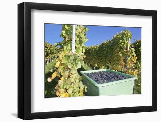 Grape Harvest, Esslingen, Baden Wurttemberg, Germany, Europe-Markus-Framed Photographic Print