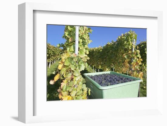 Grape Harvest, Esslingen, Baden Wurttemberg, Germany, Europe-Markus-Framed Photographic Print