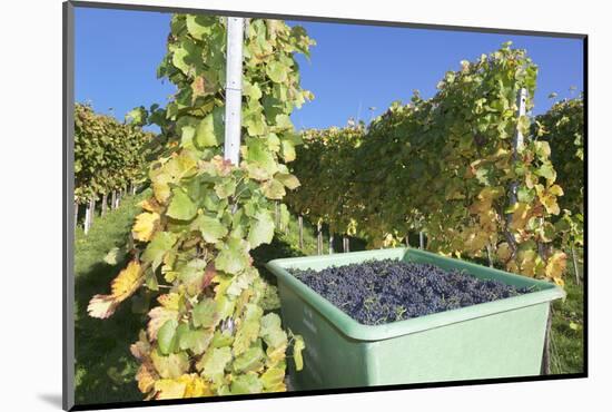 Grape Harvest, Esslingen, Baden Wurttemberg, Germany, Europe-Markus-Mounted Photographic Print