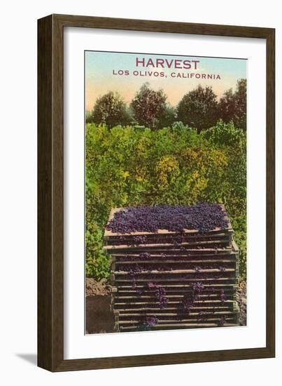 Grape Harvest, Los Olivos-null-Framed Art Print