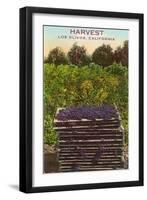 Grape Harvest, Los Olivos-null-Framed Art Print