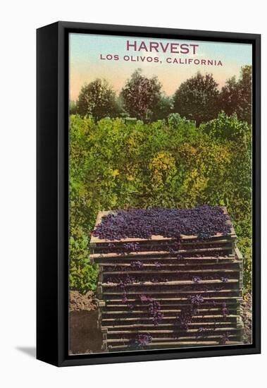 Grape Harvest, Los Olivos-null-Framed Stretched Canvas