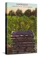 Grape Harvest, Los Olivos-null-Stretched Canvas