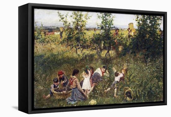 Grape Harvest-Francesco Gioli-Framed Stretched Canvas
