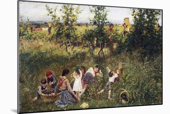 Grape Harvest-Francesco Gioli-Mounted Giclee Print