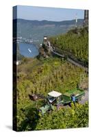 Grape Harvesting Overlooking Mosel Valley at Bernkastel-Kues, Rhineland-Palatinate, Germany, Europe-Charles Bowman-Stretched Canvas