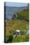 Grape Harvesting Overlooking Mosel Valley at Bernkastel-Kues, Rhineland-Palatinate, Germany, Europe-Charles Bowman-Stretched Canvas