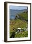 Grape Harvesting Overlooking Mosel Valley at Bernkastel-Kues, Rhineland-Palatinate, Germany, Europe-Charles Bowman-Framed Photographic Print