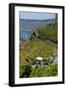 Grape Harvesting Overlooking Mosel Valley at Bernkastel-Kues, Rhineland-Palatinate, Germany, Europe-Charles Bowman-Framed Photographic Print