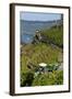 Grape Harvesting Overlooking Mosel Valley at Bernkastel-Kues, Rhineland-Palatinate, Germany, Europe-Charles Bowman-Framed Photographic Print