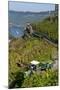 Grape Harvesting Overlooking Mosel Valley at Bernkastel-Kues, Rhineland-Palatinate, Germany, Europe-Charles Bowman-Mounted Photographic Print