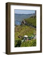 Grape Harvesting Overlooking Mosel Valley at Bernkastel-Kues, Rhineland-Palatinate, Germany, Europe-Charles Bowman-Framed Photographic Print