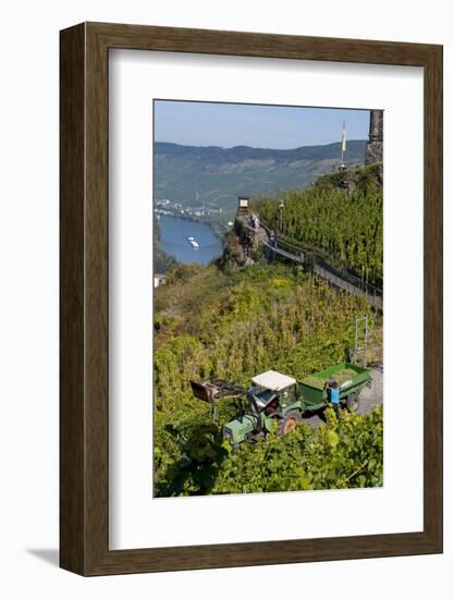 Grape Harvesting Overlooking Mosel Valley at Bernkastel-Kues, Rhineland-Palatinate, Germany, Europe-Charles Bowman-Framed Photographic Print