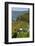 Grape Harvesting Overlooking Mosel Valley at Bernkastel-Kues, Rhineland-Palatinate, Germany, Europe-Charles Bowman-Framed Photographic Print