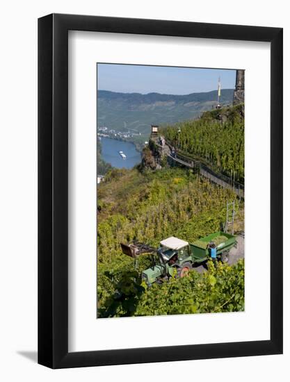 Grape Harvesting Overlooking Mosel Valley at Bernkastel-Kues, Rhineland-Palatinate, Germany, Europe-Charles Bowman-Framed Photographic Print