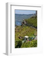 Grape Harvesting Overlooking Mosel Valley at Bernkastel-Kues, Rhineland-Palatinate, Germany, Europe-Charles Bowman-Framed Photographic Print