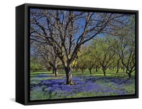 Grape Hyacinth Flowers in Orchard-Steve Terrill-Framed Stretched Canvas