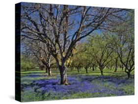 Grape Hyacinth Flowers in Orchard-Steve Terrill-Stretched Canvas