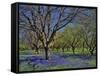 Grape Hyacinth Flowers in Orchard-Steve Terrill-Framed Stretched Canvas